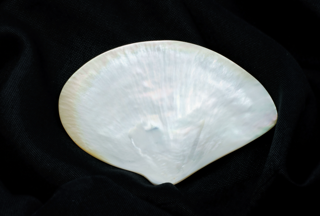 Paramun Shell Mother of Pearl Plate (Shell Shaped) – PARAMOUNT CAVIAR