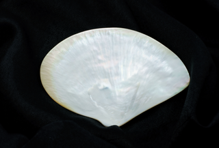 Mother of Pearl Plate (Shell Shaped)